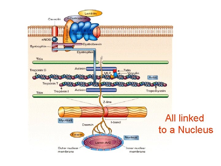 All linked to a Nucleus 