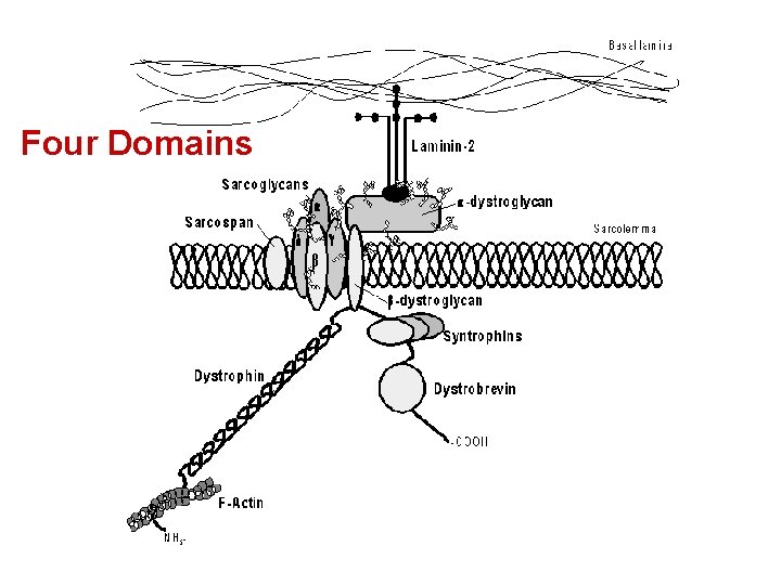 Four Domains 
