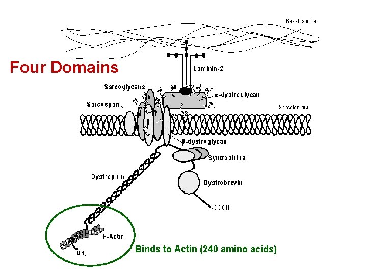 Four Domains Binds to Actin (240 amino acids) 