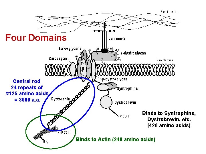 Four Domains Central rod 24 repeats of ≈125 amino acids = 3000 a. a.