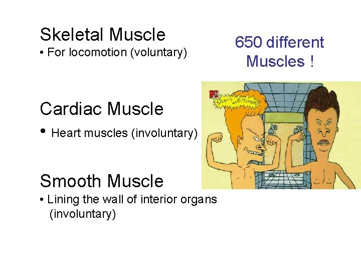 Skeletal Muscle • For locomotion (voluntary) Cardiac Muscle • Heart muscles (involuntary) Smooth Muscle