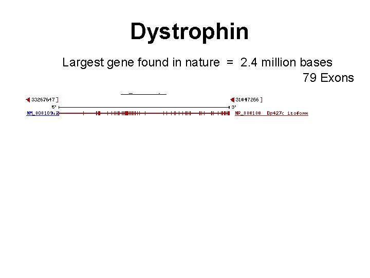 Dystrophin Largest gene found in nature = 2. 4 million bases 79 Exons 