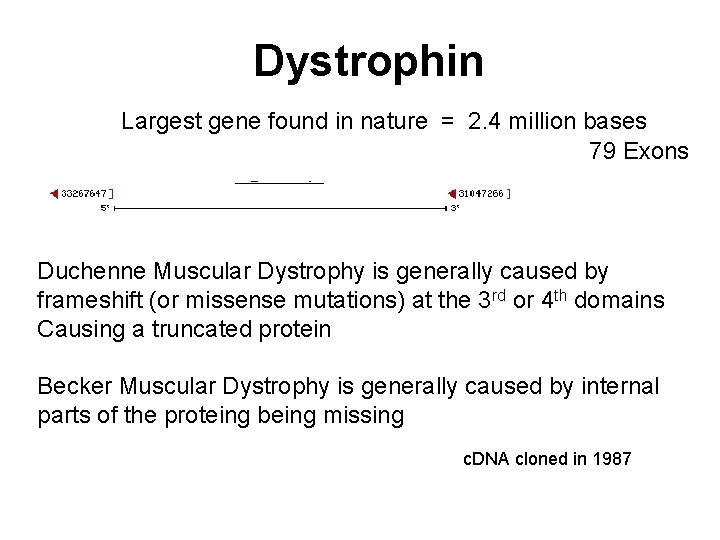 Dystrophin Largest gene found in nature = 2. 4 million bases 79 Exons Duchenne
