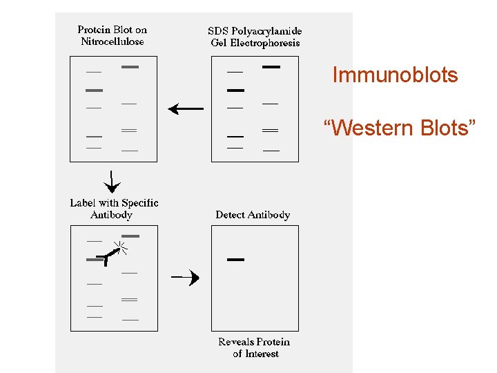 Immunoblots “Western Blots” 