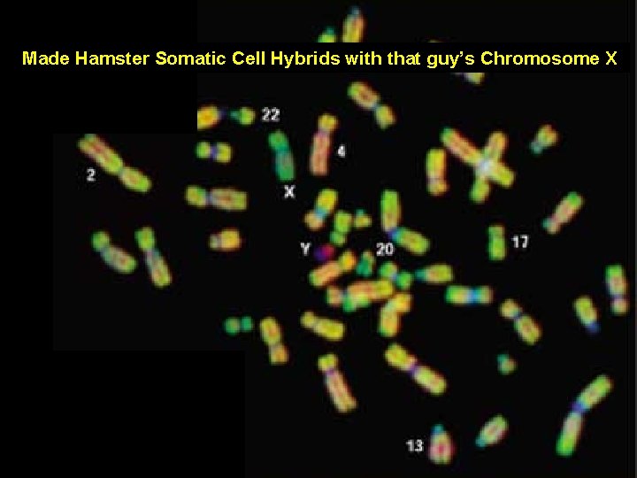 Made Hamster Somatic Cell Hybrids with that guy’s Chromosome X 