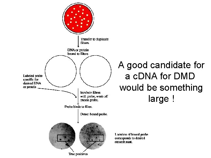A good candidate for a c. DNA for DMD would be something large !