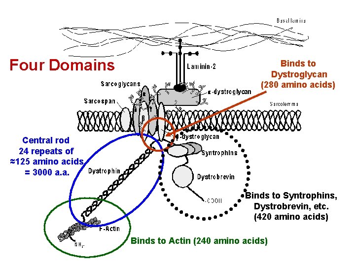Four Domains Binds to Dystroglycan (280 amino acids) Central rod 24 repeats of ≈125