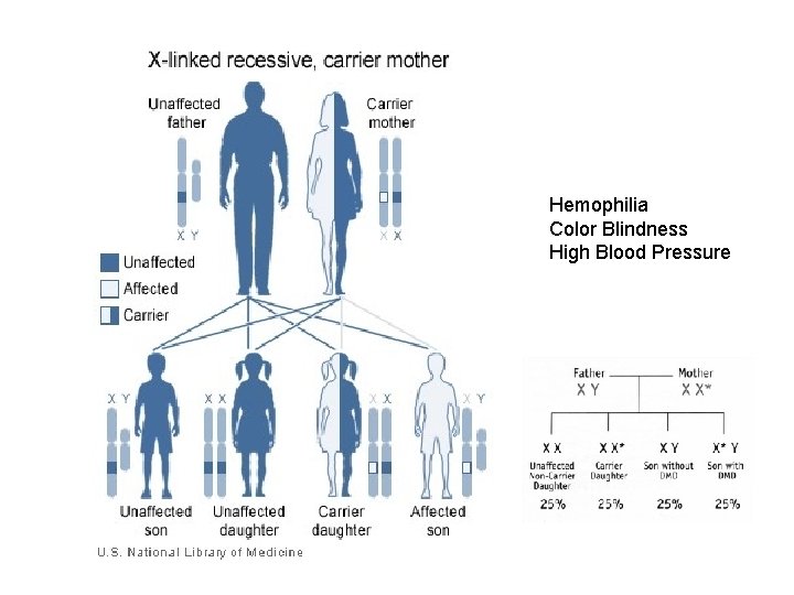 Hemophilia Color Blindness High Blood Pressure 