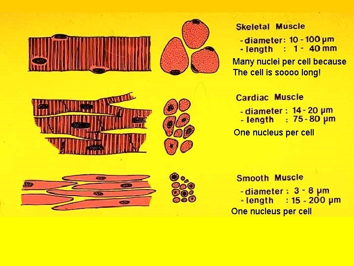 Many nuclei per cell because The cell is soooo long! One nucleus per cell