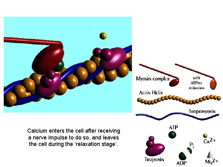 Calcium enters the cell after receiving a nerve impulse to do so, and leaves
