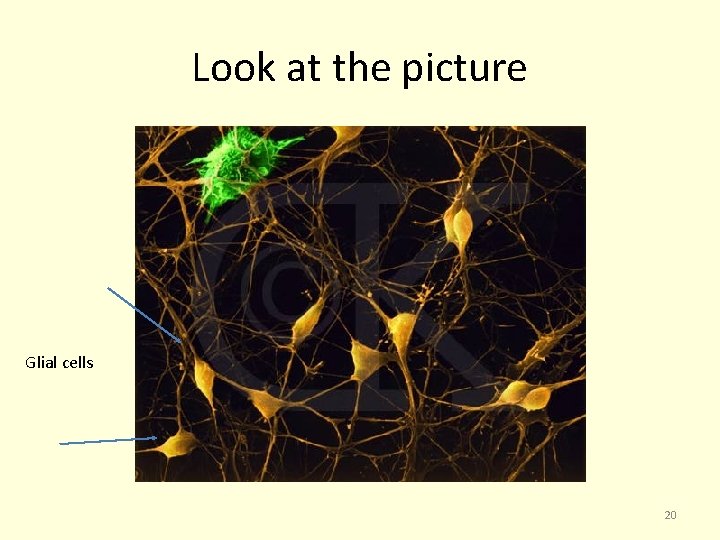 Look at the picture Glial cells 20 