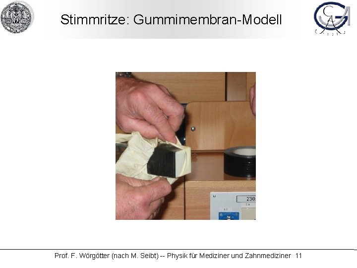 Stimmritze: Gummimembran-Modell Prof. F. Wörgötter (nach M. Seibt) -- Physik für Mediziner und Zahnmediziner