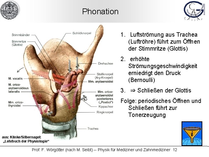 Phonation 1. Luftströmung aus Trachea (Luftröhre) führt zum Öffnen der Stimmritze (Glottis) 2. erhöhte