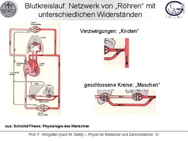 Blutkreislauf: Netzwerk von „Röhren“ mit unterschiedlichen Widerständen Verzweigungen: „Knoten“ geschlossene Kreise: „Maschen“ aus: Schmitd/Thews:
