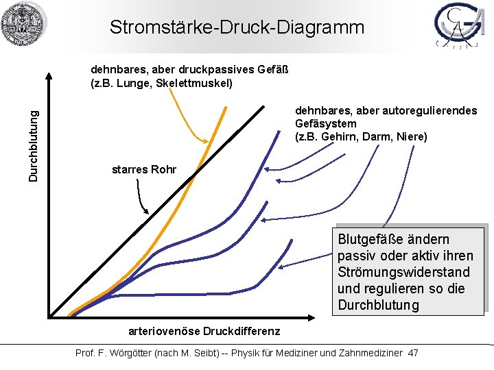 Stromstärke-Druck-Diagramm Durchblutung dehnbares, aber druckpassives Gefäß (z. B. Lunge, Skelettmuskel) dehnbares, aber autoregulierendes Gefäsystem