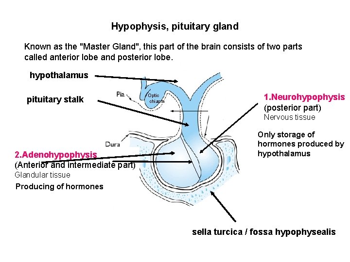 Hypophysis, pituitary gland Known as the "Master Gland", this part of the brain consists