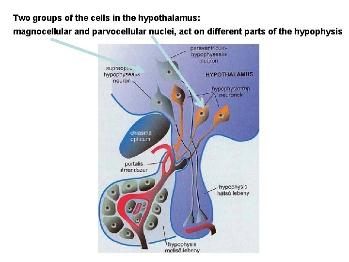 Two groups of the cells in the hypothalamus: magnocellular and parvocellular nuclei, act on