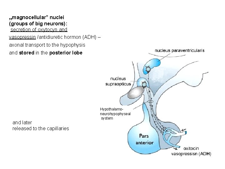 „magnocellular” nuclei (groups of big neurons): secretion of oxytocyn and vasopressin /antidiuretic hormon (ADH)