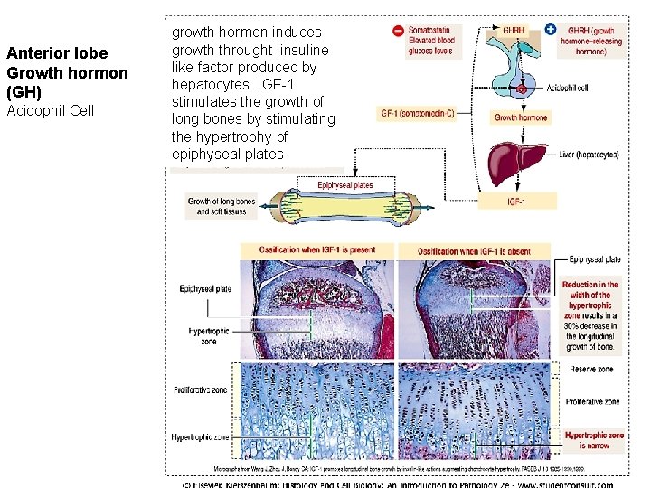 Anterior lobe Growth hormon (GH) Acidophil Cell growth hormon induces growth throught insuline like