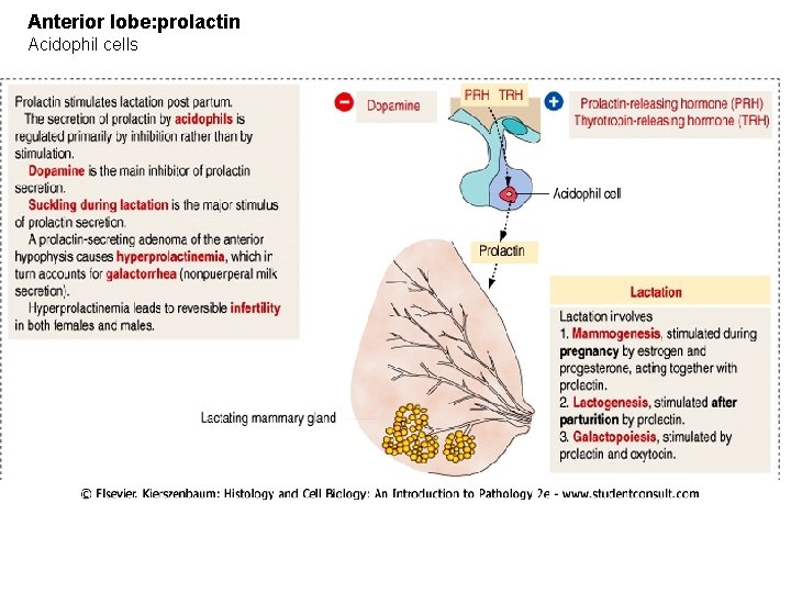 Anterior lobe: prolactin Acidophil cells 