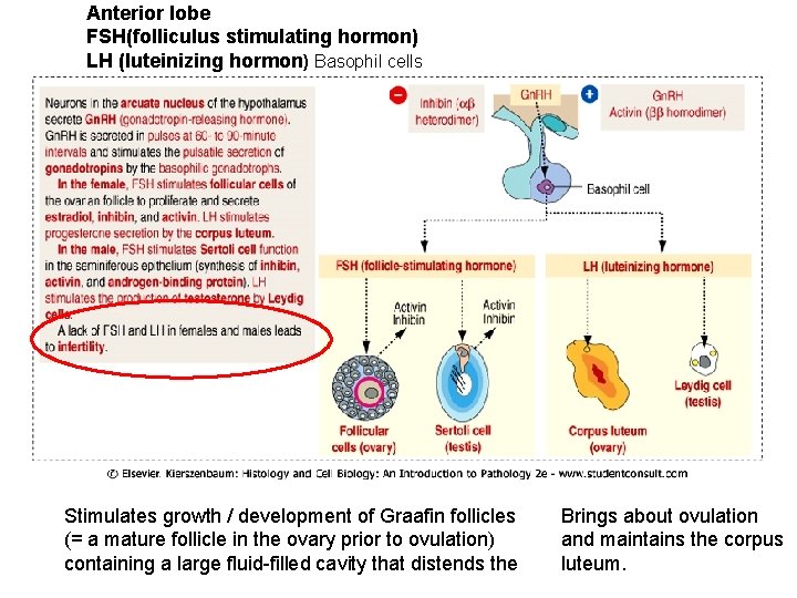 Anterior lobe FSH(folliculus stimulating hormon) LH (luteinizing hormon) Basophil cells Stimulates growth / development