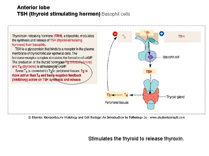 Anterior lobe TSH (thyroid stimulating hormon) Basophil cells Stimulates the thyroid to release thyroxin.