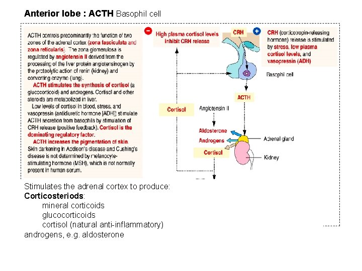 Anterior lobe : ACTH Basophil cell Stimulates the adrenal cortex to produce: Corticosteriods: mineral