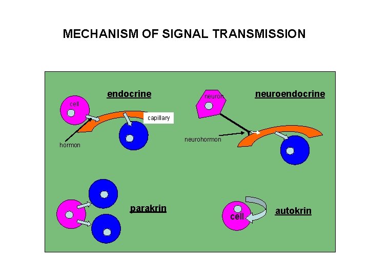 MECHANISM OF SIGNAL TRANSMISSION cell endocrine neuron capillary neurohormon parakrin cell autokrin 