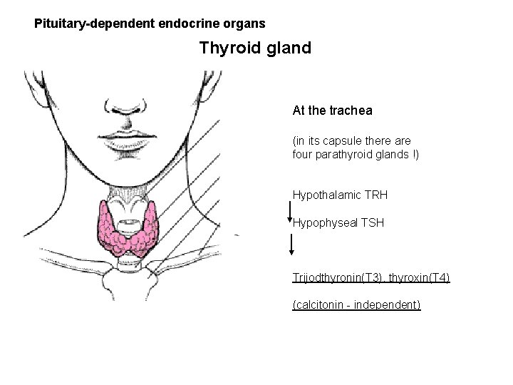 Pituitary-dependent endocrine organs Thyroid gland At the trachea (in its capsule there are four