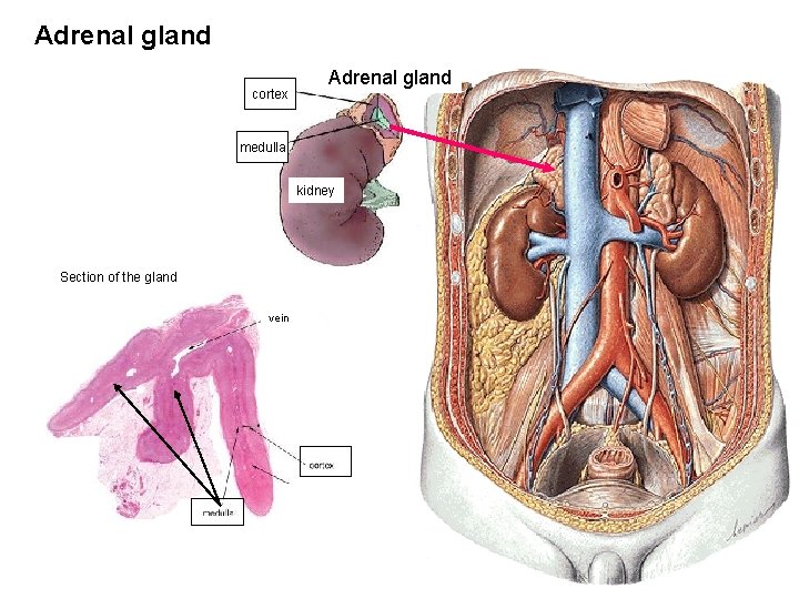 Adrenal gland cortex Adrenal gland medulla kidney Section of the gland vein 