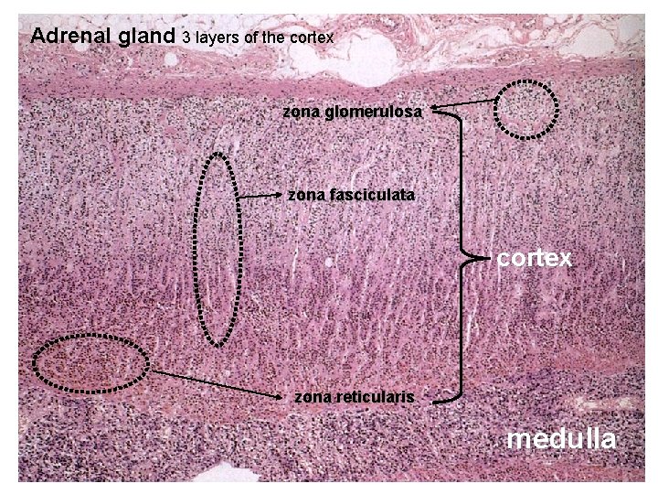 Adrenal gland 3 layers of the cortex zona glomerulosa zona fasciculata cortex zona reticularis