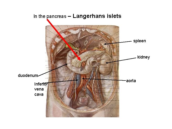 In the pancreas – Langerhans islets spleen kidney duodenum Inferior vena cava aorta 