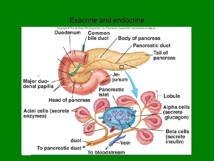 Exocrine and endocrine 