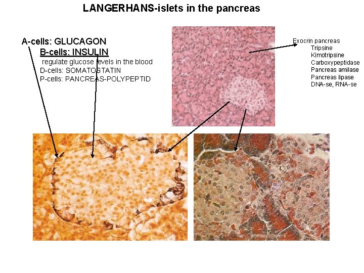 LANGERHANS-islets in the pancreas A-cells: GLUCAGON B-cells: INSULIN regulate glucose levels in the blood