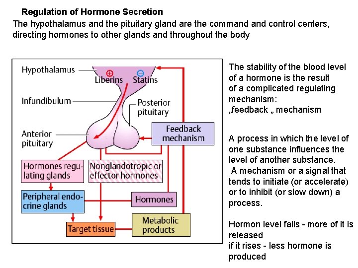 Regulation of Hormone Secretion The hypothalamus and the pituitary gland are the command control