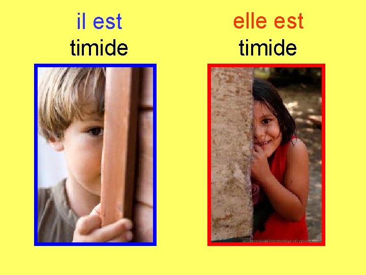 il est timide elle est timide 