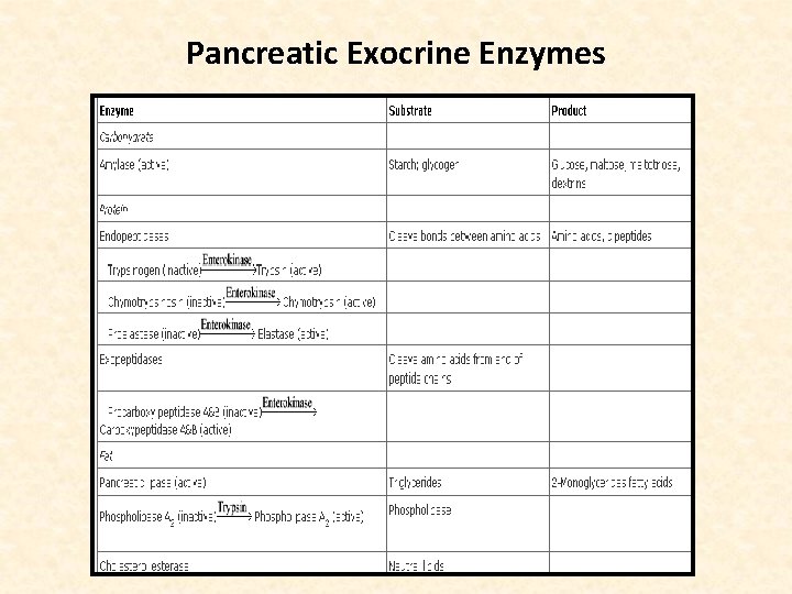 Pancreatic Exocrine Enzymes 