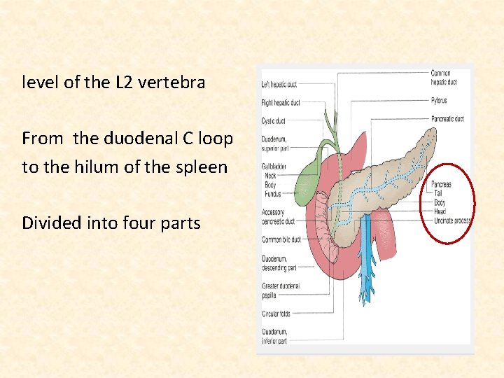 level of the L 2 vertebra From the duodenal C loop to the hilum