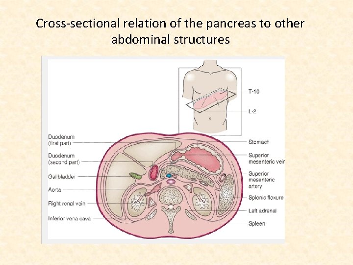 Cross-sectional relation of the pancreas to other abdominal structures 