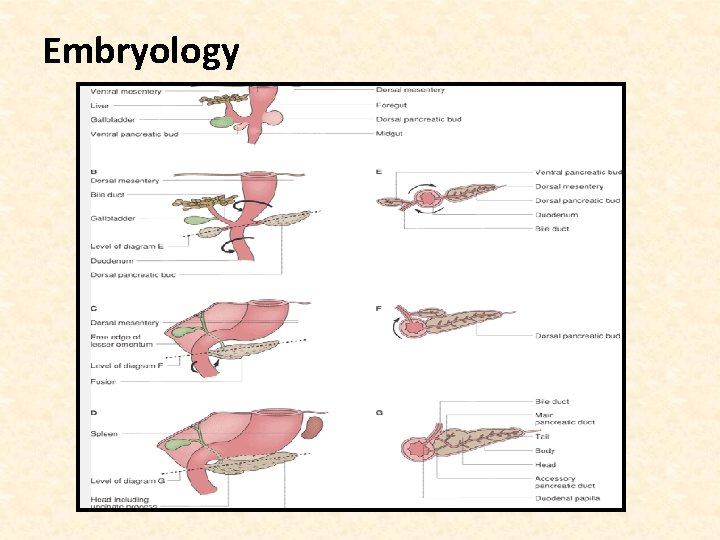 Embryology 