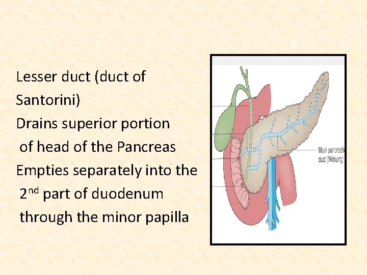 Lesser duct (duct of Santorini) Drains superior portion of head of the Pancreas Empties