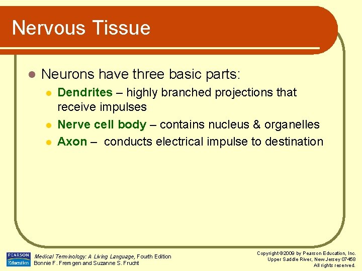 Nervous Tissue l Neurons have three basic parts: l l l Dendrites – highly