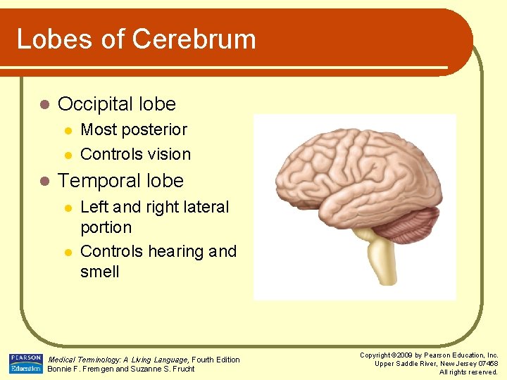 Lobes of Cerebrum l Occipital lobe l l l Most posterior Controls vision Temporal