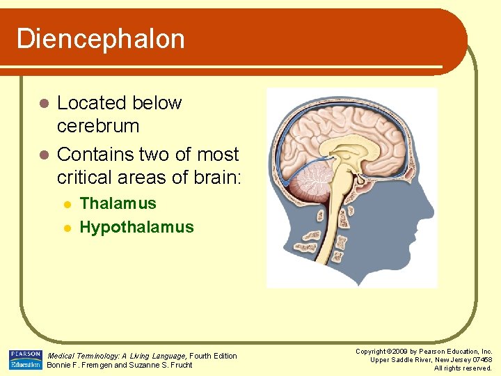Diencephalon Located below cerebrum l Contains two of most critical areas of brain: l