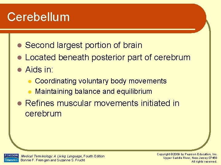 Cerebellum Second largest portion of brain l Located beneath posterior part of cerebrum l