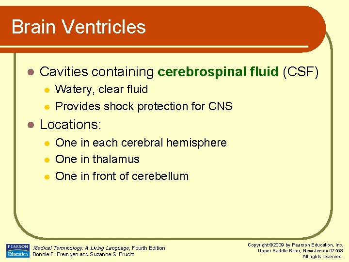 Brain Ventricles l Cavities containing cerebrospinal fluid (CSF) l l l Watery, clear fluid