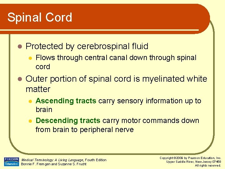 Spinal Cord l Protected by cerebrospinal fluid l l Flows through central canal down