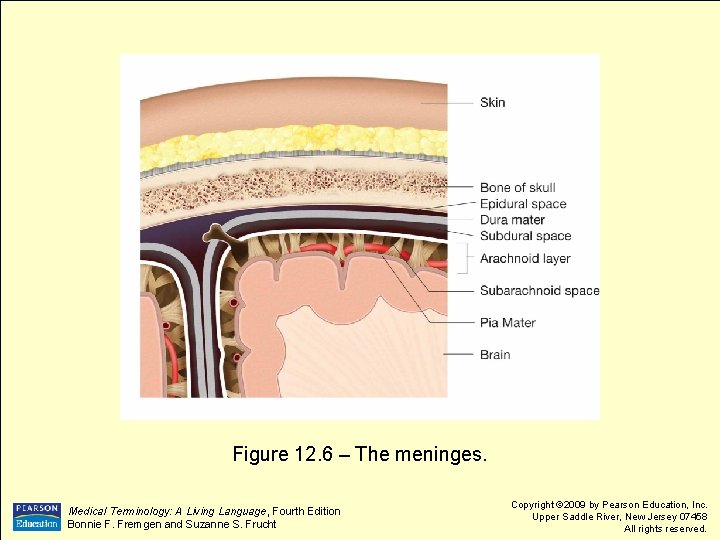 Figure 12. 6 – The meninges. Medical Terminology: A Living Language, Fourth Edition Bonnie