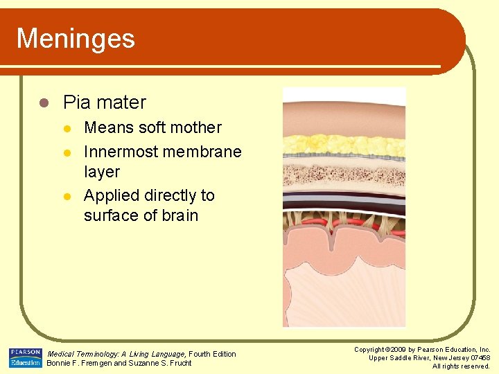 Meninges l Pia mater l l l Means soft mother Innermost membrane layer Applied