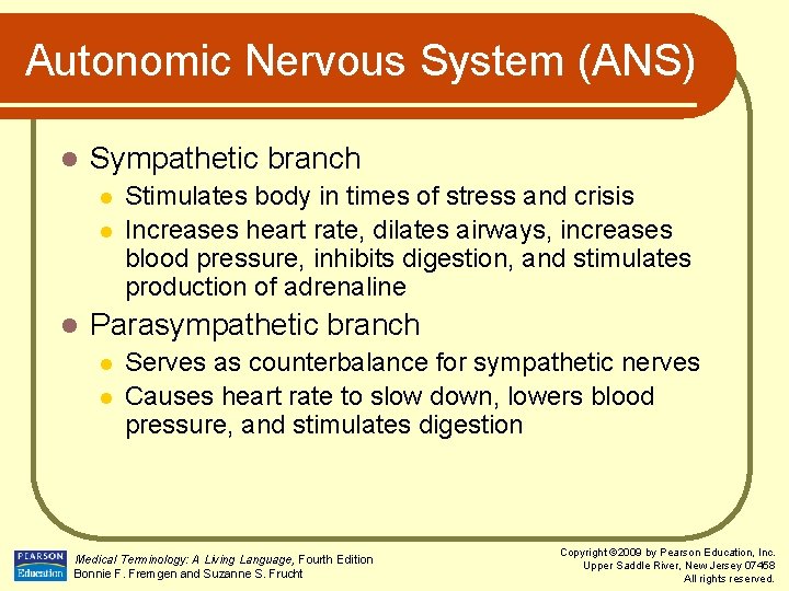 Autonomic Nervous System (ANS) l Sympathetic branch l l l Stimulates body in times